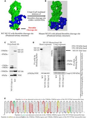 Deletion of the Thrombin Proteolytic Site in Neurofascin 155 Causes Disruption of Nodal and Paranodal Organization